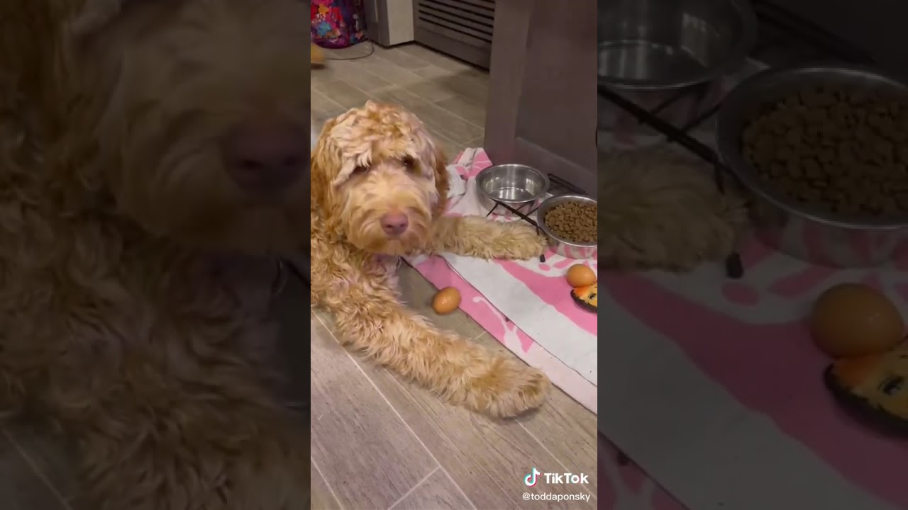 Wade the Eggspert Scientist